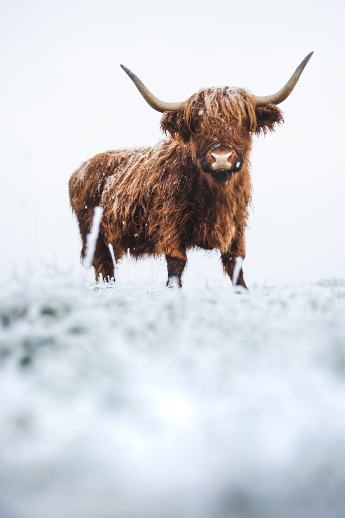 Photo by Kajetan Sumila on Unsplash